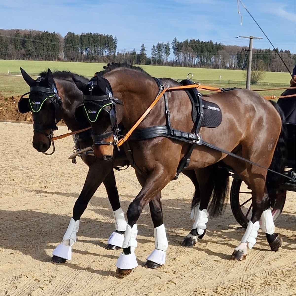 WEISSL Brustblatt Zweispänner rechts Classic, Einzelteil