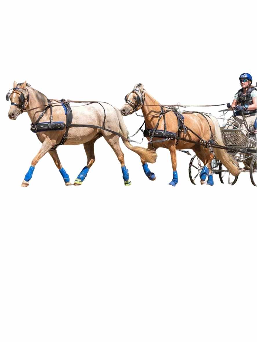 ZILCO Pferdegeschirr Brustblatt Tandem CLASSIC