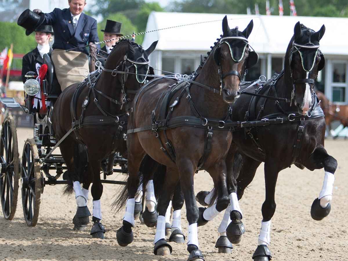 ZILCO Pferdegeschirr Brustblatt Vierspänner CLASSIC