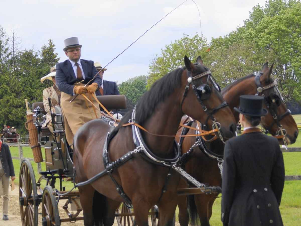 ARDEN Pferdegeschirr englisches Kummet Zweispänner Leder SUPER LUX