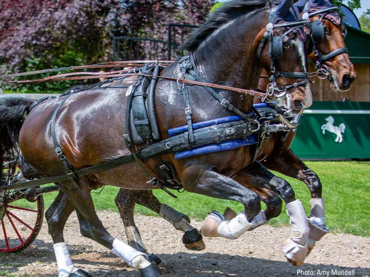 ZILCO Pferdegeschirr Brustblatt Zweispänner ZGB