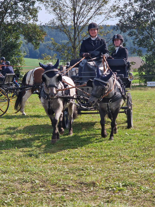 Ponys dominieren die 8. Station des WEISSL Fahrsport Cups