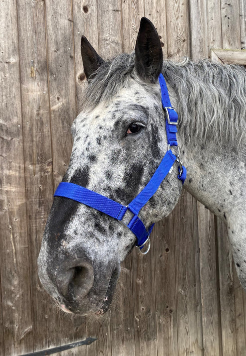 Kaltblut und Noriker XXL Shop