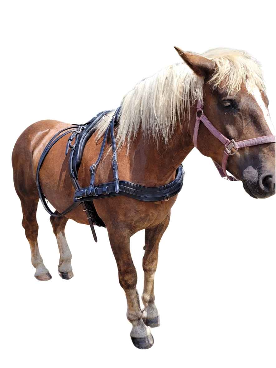 WEISSL Brustblatt Einspänner PRO (Einzelteil)