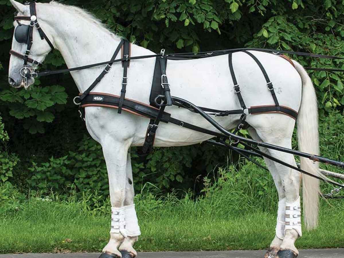ZILCO Pferdegeschirr Brustblatt Einspänner WEBZ