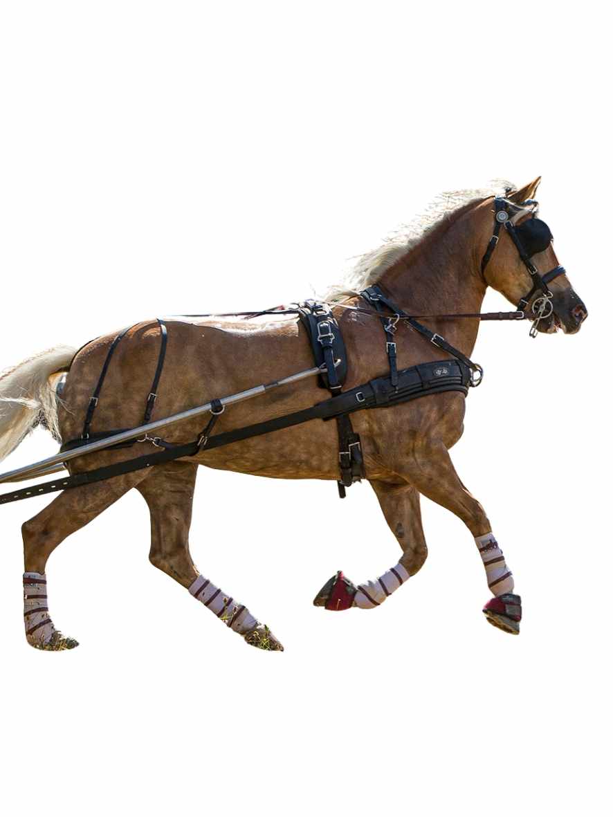 ZILCO Pferdegeschirr Brustblatt Einspänner ZGB