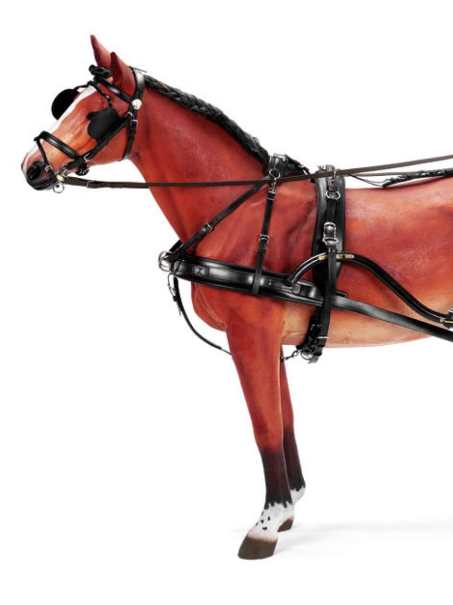 ZILCO Pferdegeschirr Brustblatt Einspänner ZGB