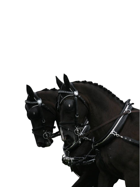 ARDEN Pferdegeschirr englisches Kummet Zweispänner Leder LUX