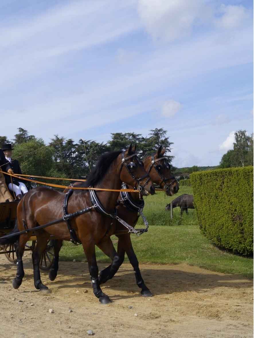 Arden Pferdegeschirr LUX Biothane Zweispänner Englisches Kummet mit Strangträger 