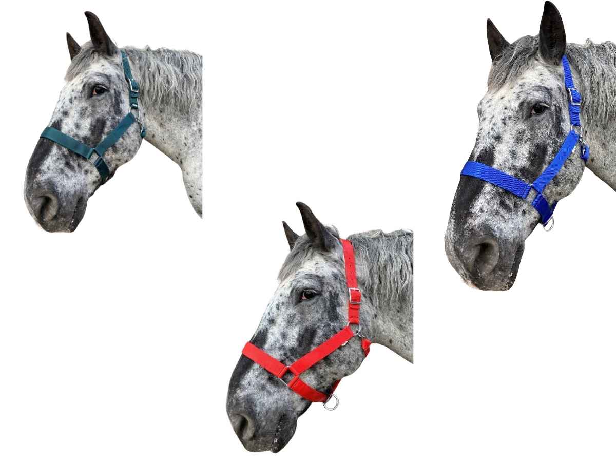 WEISSL Kaltbluthalfter X-Treme, extra stark