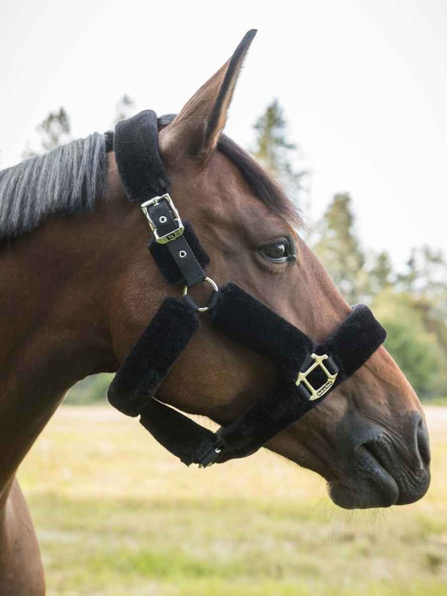 BACK ON TRACK Halfter Fell Audrey 