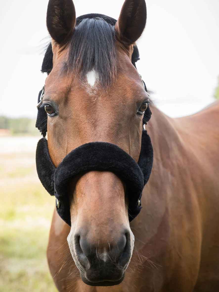 BACK ON TRACK Halfter Fell Audrey 
