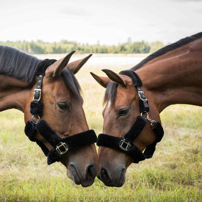 BACK ON TRACK Halfter Fell Audrey 