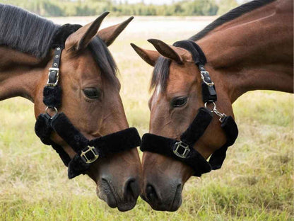 BACK ON TRACK Halfter Fell Audrey 