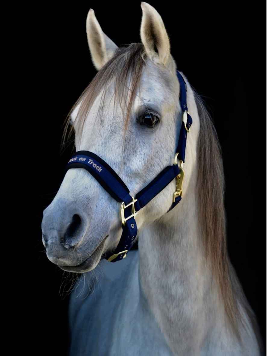 BACK ON TRACK Halfter Werano, blau, PONY