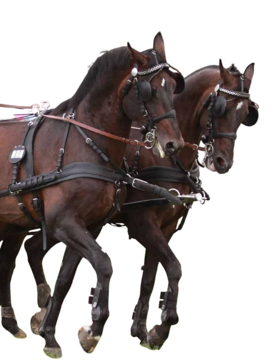 Arden Pferdegeschirr Leder Super LUX Zweispänner Brustblatt anatomisch mit Strangträger