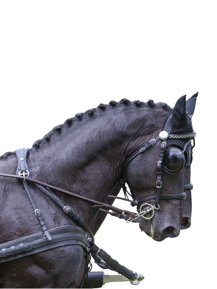 Arden Pferdegeschirr Leder LUX Zweispänner Brustblatt anatomisch mit Strangträger