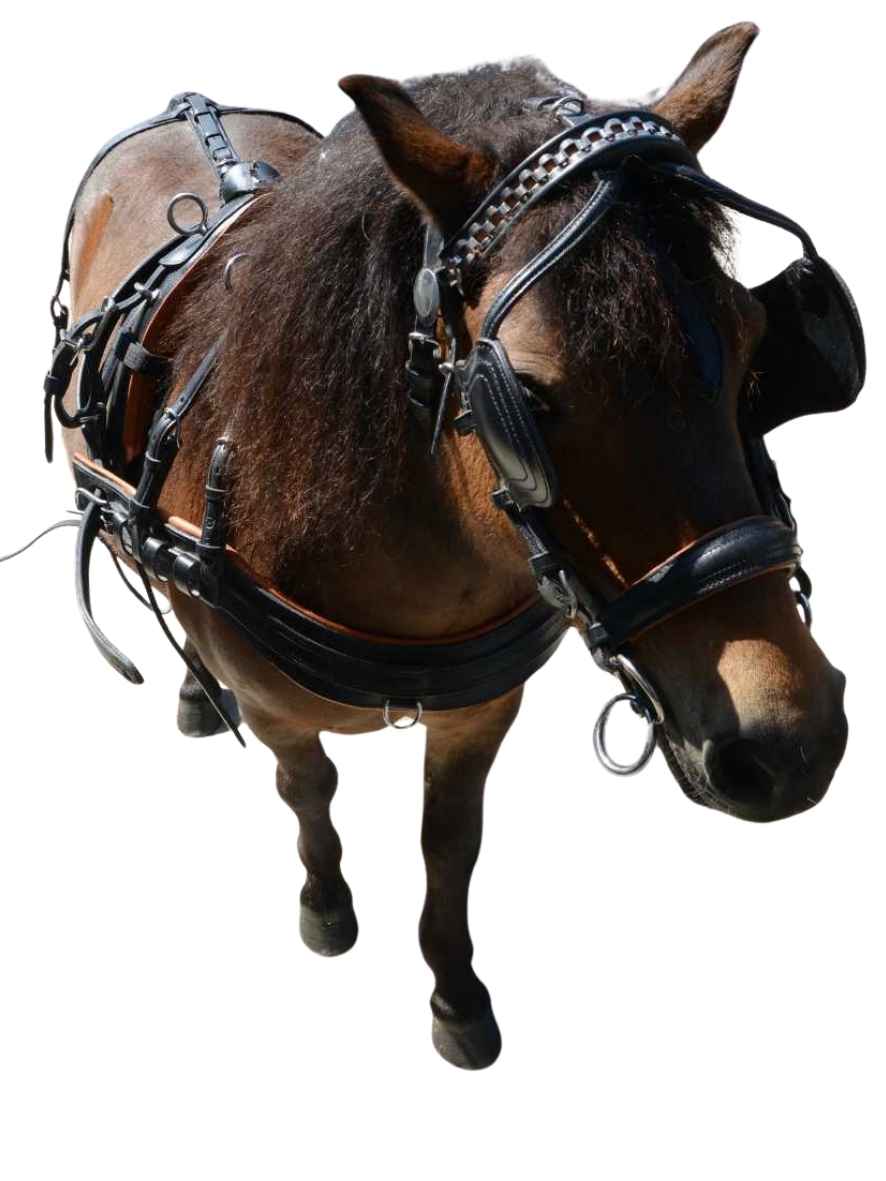 WEISSL Mini Shetty Geschirr Brustblatt Einspänner CLASSIC