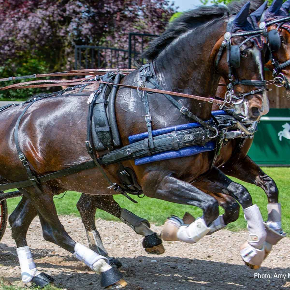 ZILCO Pferdegeschirr Brustblatt Zweispänner ZGB 