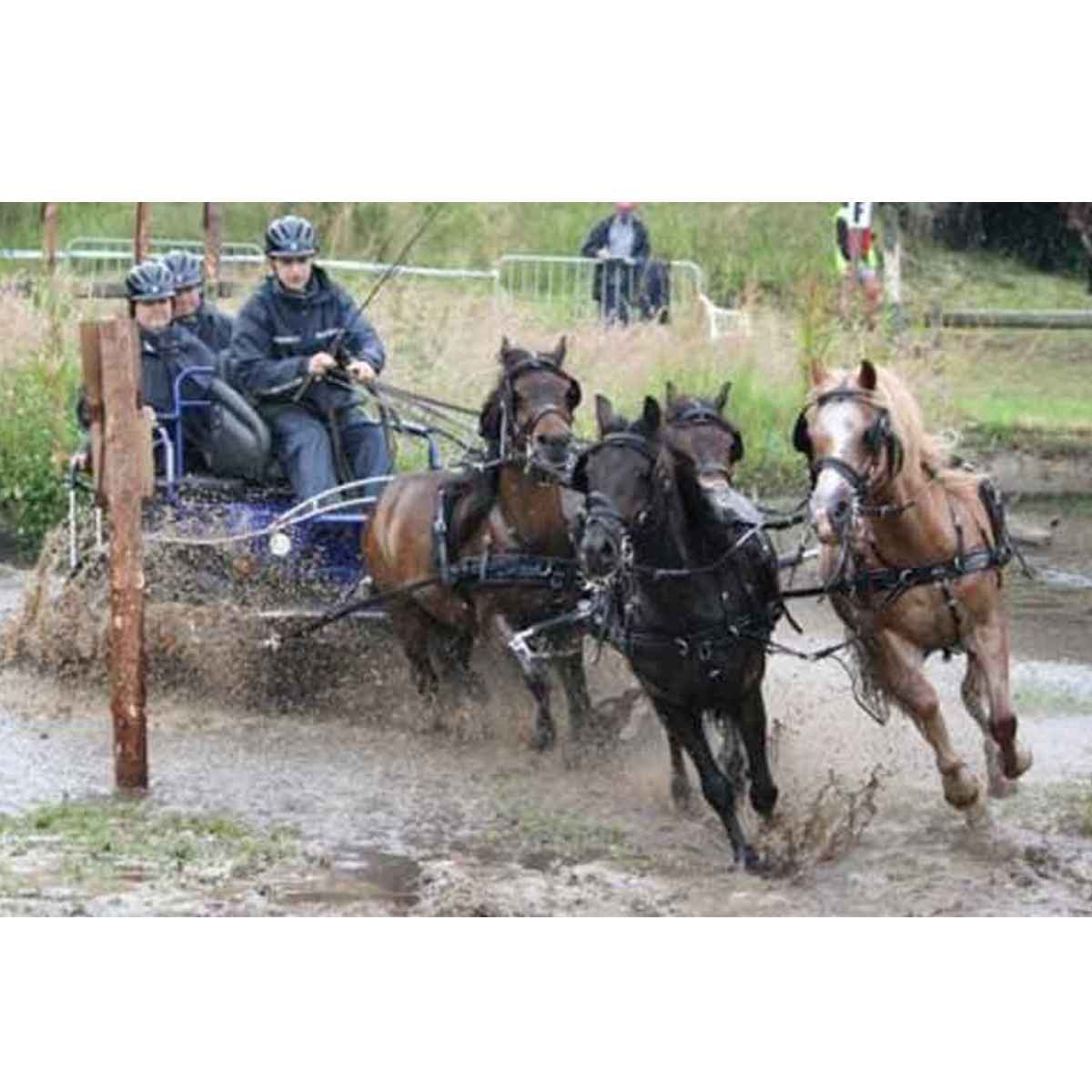 ZILCO Pferdegeschirr Brustblatt Vierspänner SL SHETLAND