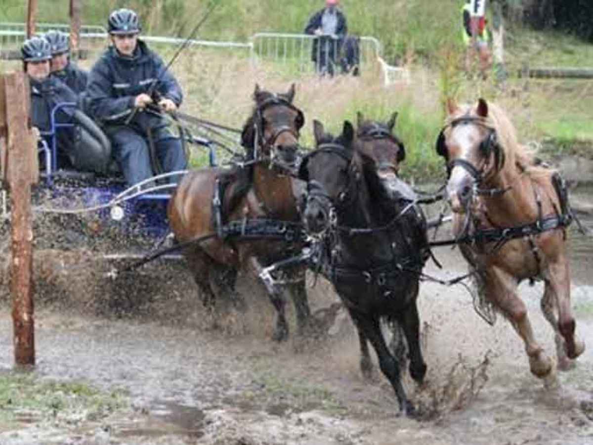 ZILCO Pferdegeschirr Brustblatt Vierspänner SL SHETLAND