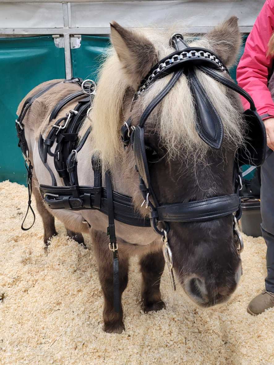 WEISSL Mini Shetty Geschirr Brustblatt Einspänner CLASSIC