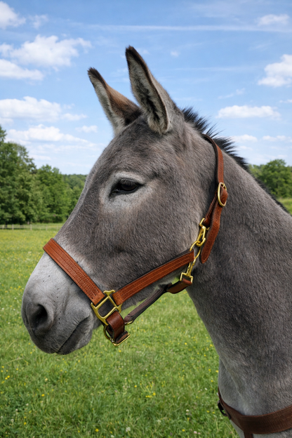 WEISSL Halfter für Esel LEDER

