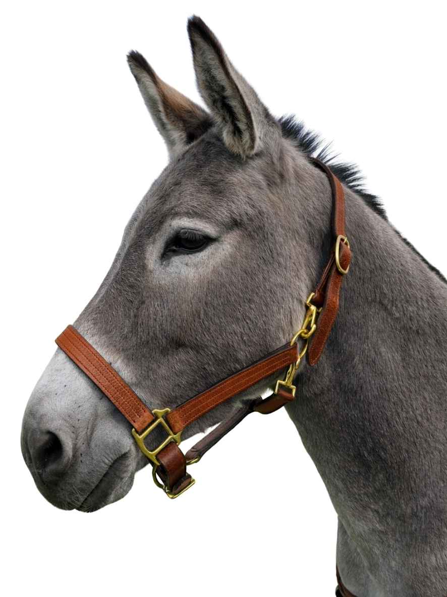 WEISSL Halfter für Esel LEDER