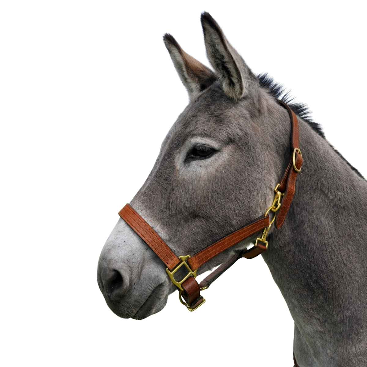 WEISSL Halfter für Esel LEDER