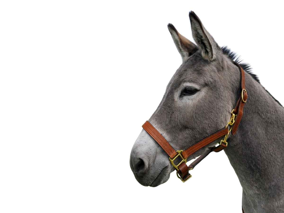 WEISSL Halfter für Esel LEDER