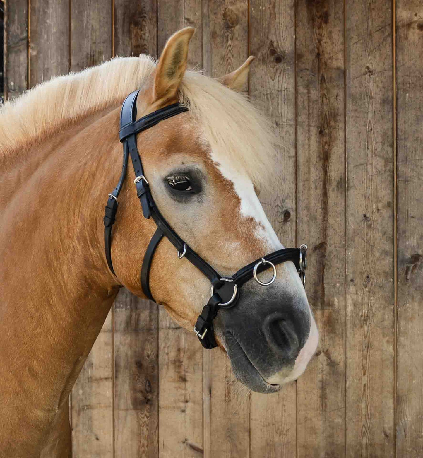 WEISSL Kappzaum Leder schwarz