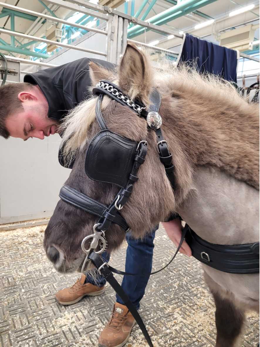 WEISSL Fahrzaum Classic mit Scheuklappen